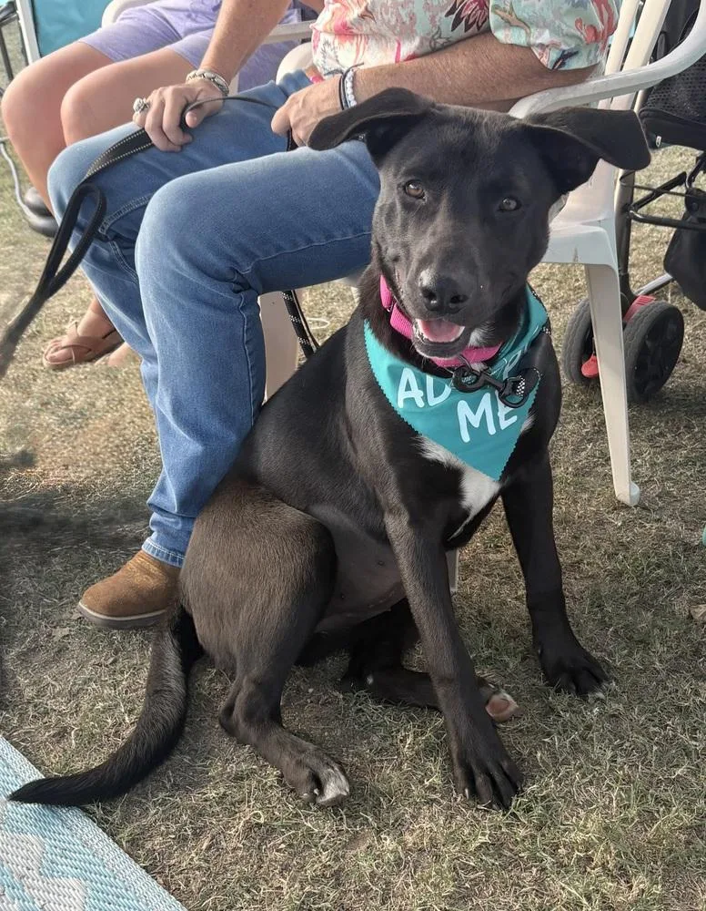 Nancy Drew thumbnail 6