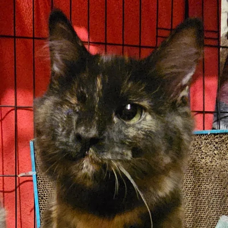 A young small-sized female Domestic Medium Hair cat named Freyja for adoption in Springfield, IL