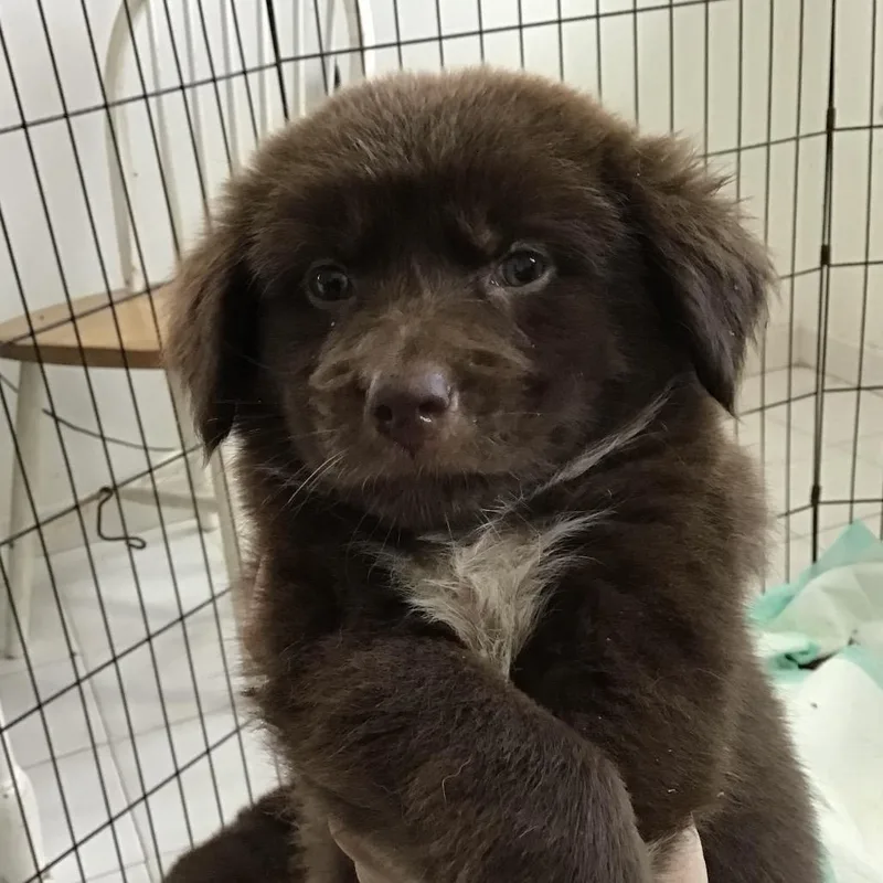 A baby medium-sized female Border Collie dog named Lucia for adoption in San Juan, PR