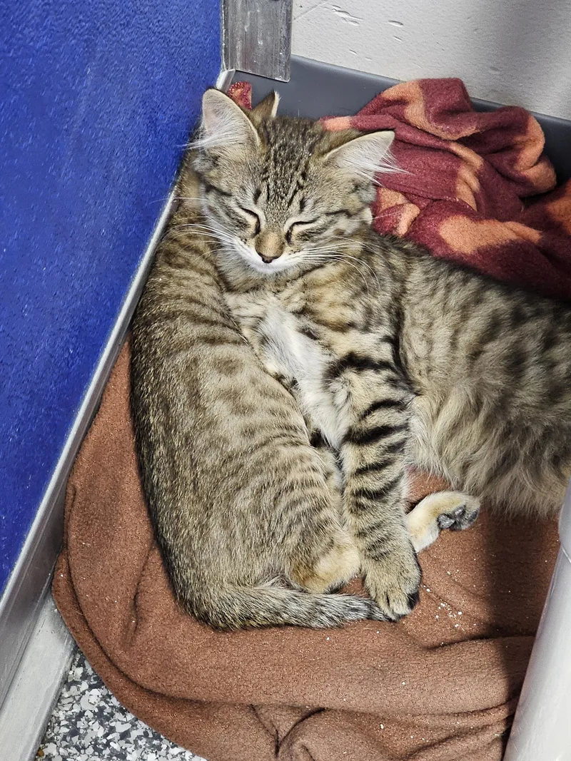 A young medium-sized female Tabby (Brown / Chocolate) Domestic Short Hair cat named Simone for adoption in Dunkirk, NY