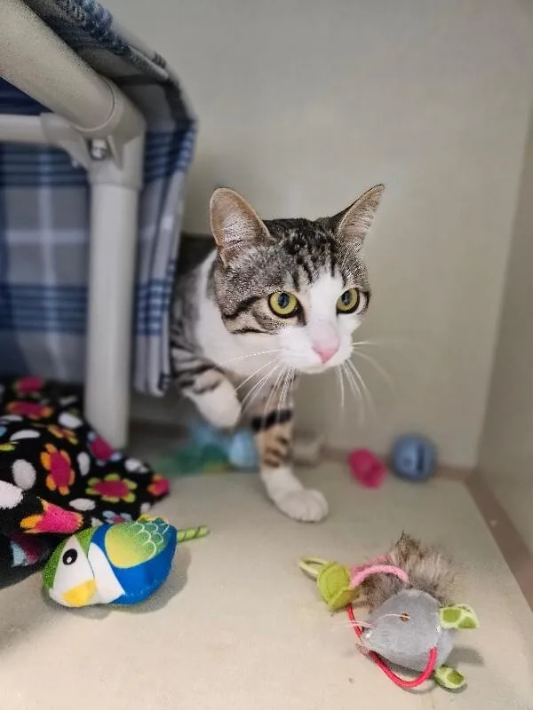 An adult medium-sized male Gray / Blue / Silver Domestic Short Hair cat named Vesper for adoption in Fort Collins, CO