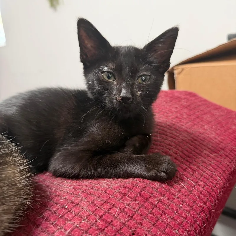 A baby small-sized female Black Domestic Short Hair cat named Lena for adoption in Long Beach, CA