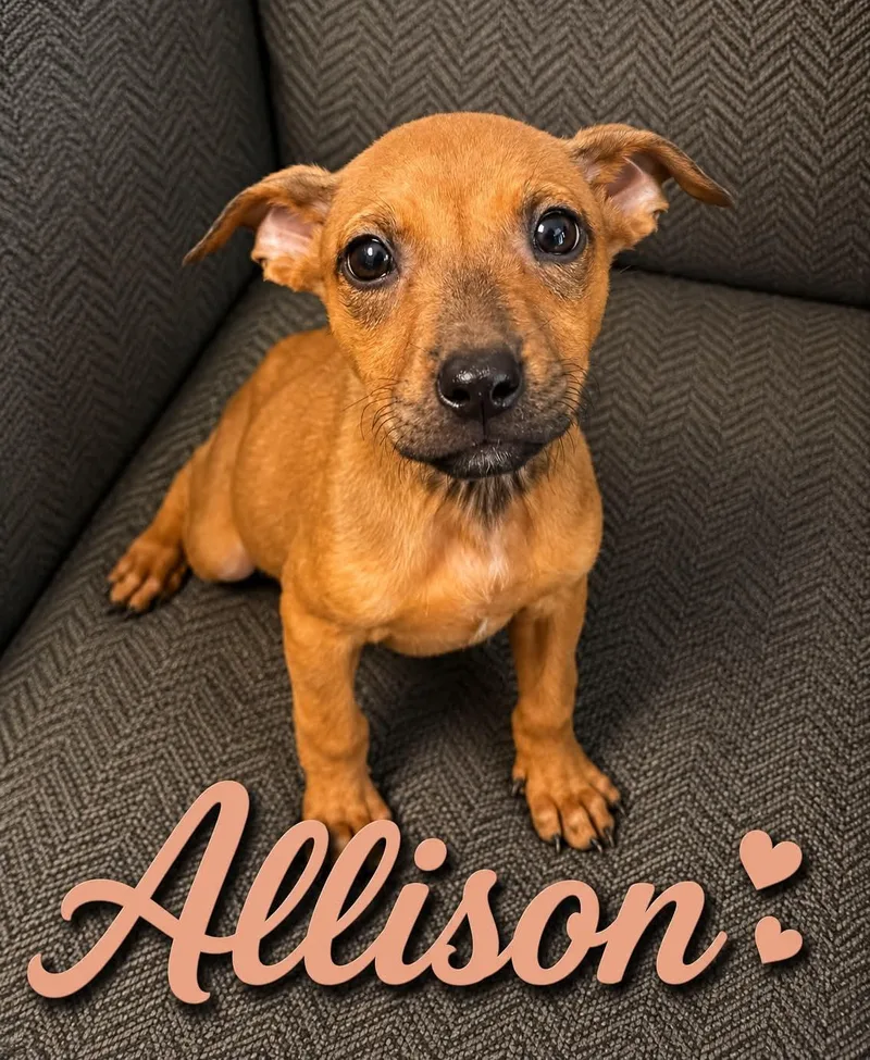 A baby medium-sized female Golden Mixed Breed dog named Allison for adoption in Hop Bottom, PA