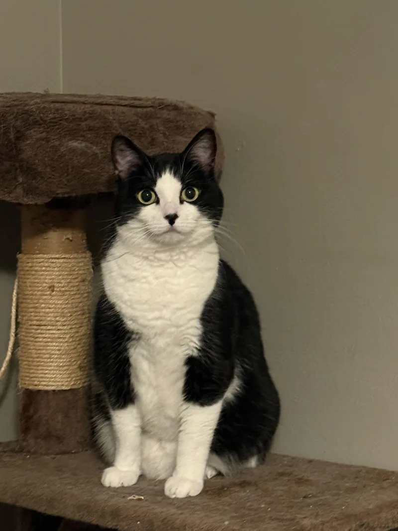 An adult medium-sized female Tuxedo cat named Nova for adoption in Fenton, MO