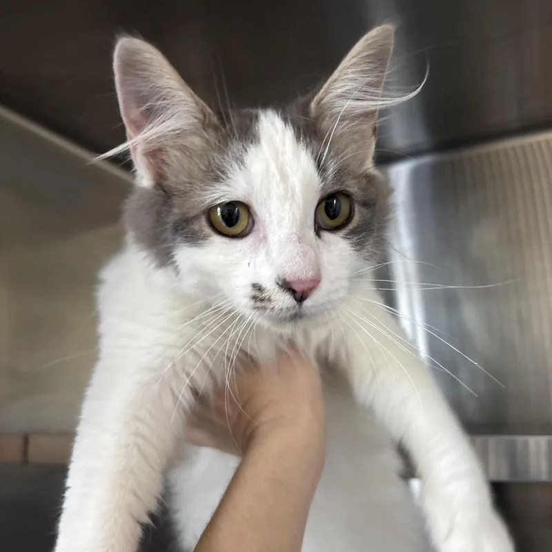An adult medium-sized female White Domestic Medium Hair cat named Bow for adoption in Chattanooga, TN