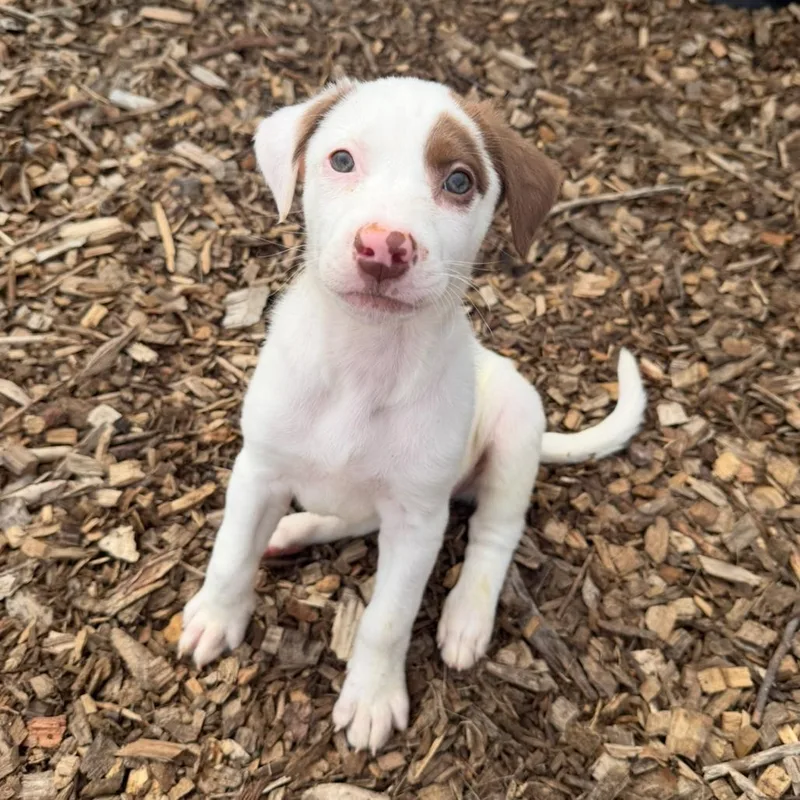 A baby small-sized female White / Cream Mixed Breed dog named Freezer for adoption in Wappingers Falls, NY