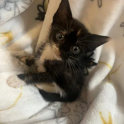 A baby small-sized female Calico Domestic Short Hair cat named Zara for adoption in Tampa, FL