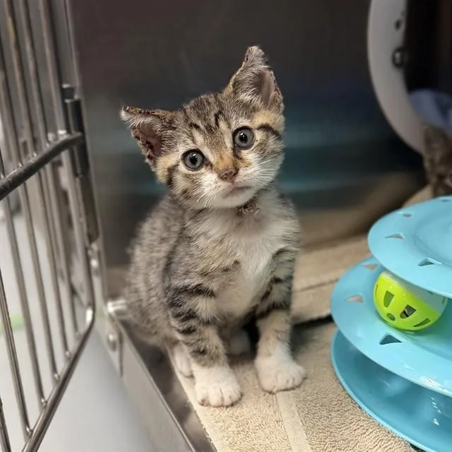 A baby small-sized female Domestic Short Hair cat named Lori for adoption in Huntsville, AL
