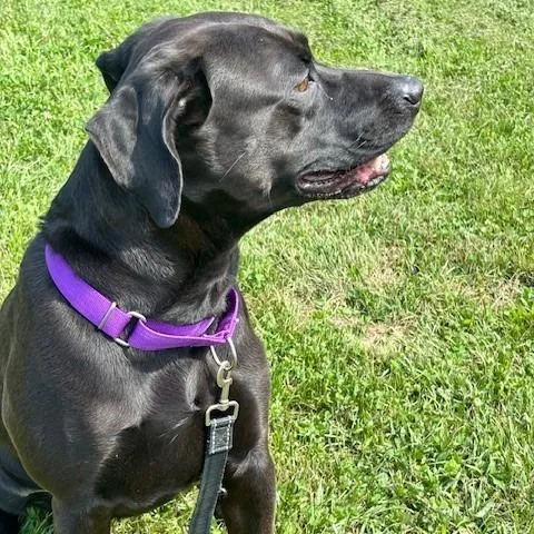 An adult medium-sized female Mixed Breed dog named Nalani for adoption in League City, TX