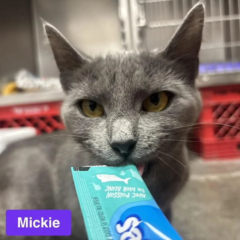 A young small-sized female Gray / Blue / Silver Domestic Short Hair cat named Mickie for adoption in Waynesburg, PA