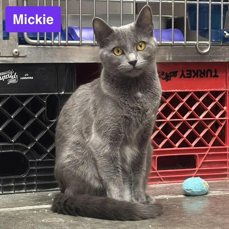 Mickie thumbnail 4