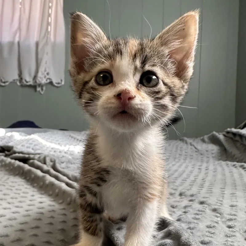 A baby small-sized female Calico Domestic Short Hair cat named Scrabble Baxter for adoption in Eagle Mountain, UT
