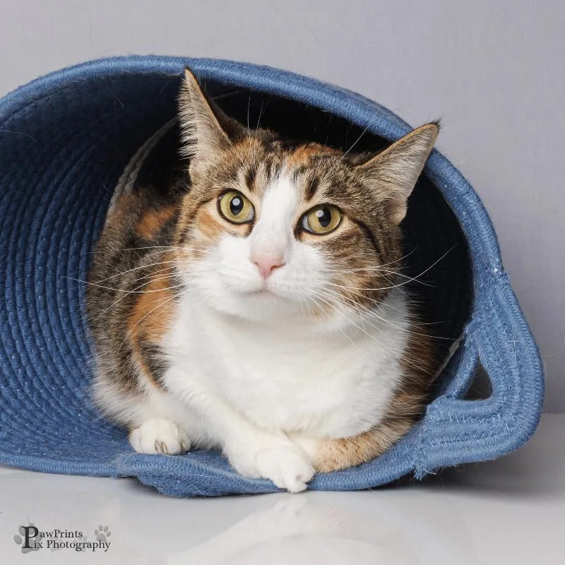 An adult medium-sized female Calico Domestic Short Hair cat named Nuka for adoption in Maryville, TN