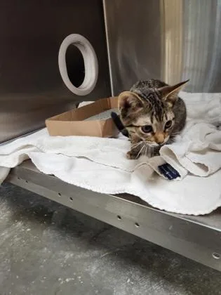 A baby small-sized female Domestic Short Hair cat named Anastasia for adoption in Independence, MO