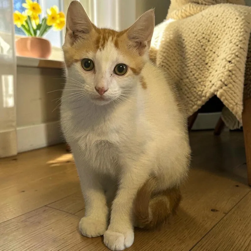A baby small-sized male Orange & White Domestic Short Hair cat named Creamsicle for adoption in Tulsa, OK