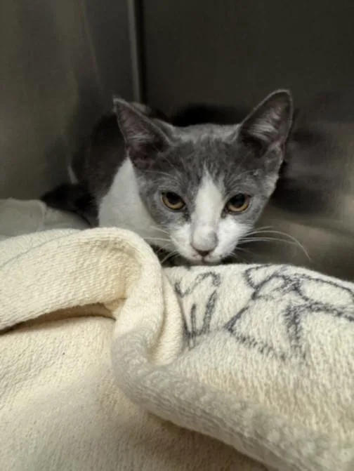 A baby small-sized female Domestic Short Hair cat named Wilshire for adoption in Los Angeles, CA