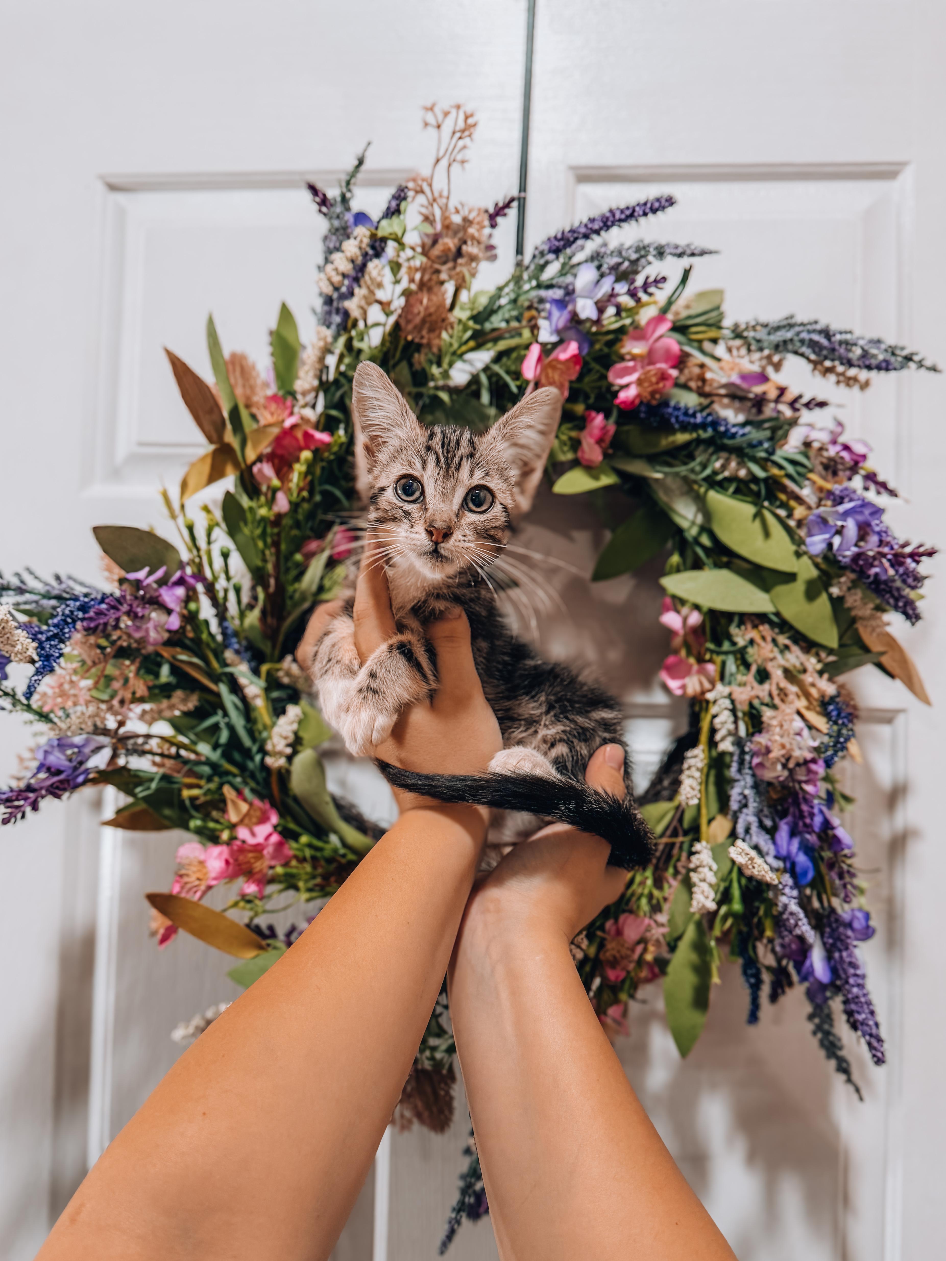 A baby medium-sized male Tabby cat named Tie for adoption in Goodyear, AZ