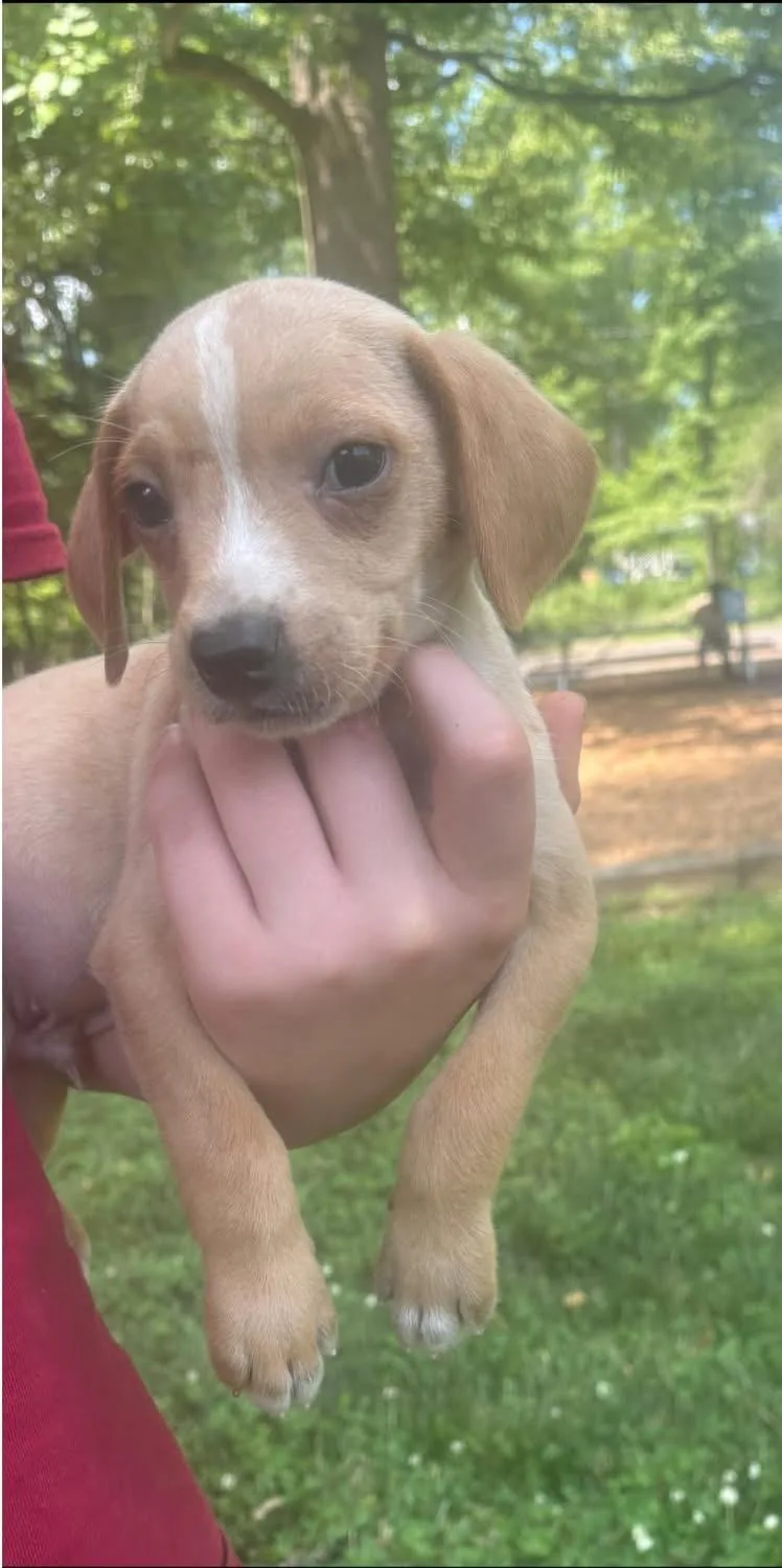 A baby small-sized male Yellow / Tan / Blond / Fawn Beagle dog named Popcorn for adoption in Woodbury, NJ