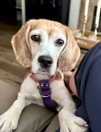 A senior small-sized female Beagle dog named Jalapeno for adoption in Downers Grove, IL