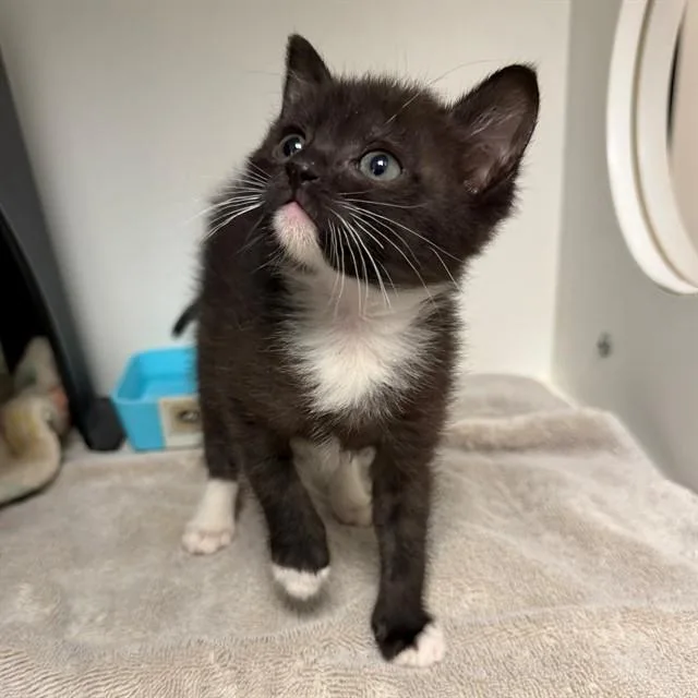 A baby small-sized male Domestic Short Hair cat named Boogle for adoption in Ontario, CA