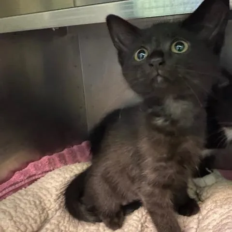 A baby small-sized female Black Domestic Short Hair cat named Orzo for adoption in Dayton, OH