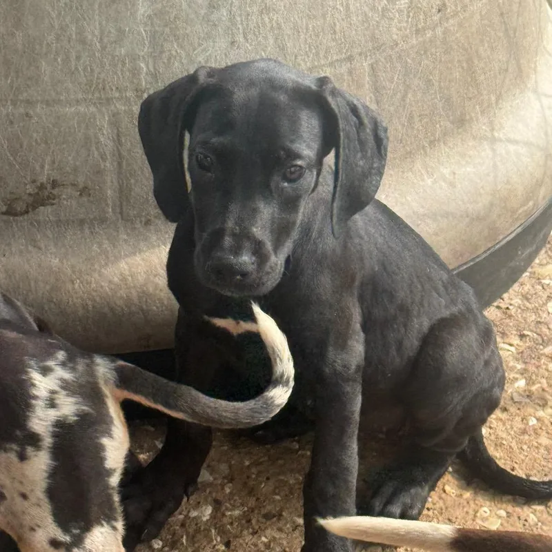 A young medium-sized female Black Doberman Pinscher dog named Kennedy for adoption in Anahuac, TX