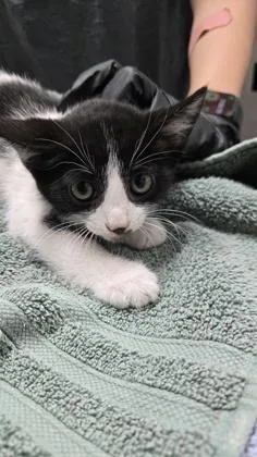 A baby medium-sized male Domestic Short Hair cat named Skip for adoption in Sacramento, CA