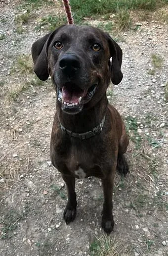 Loki