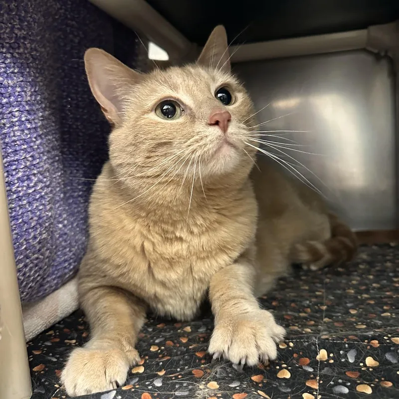 An adult large-sized female Buff / Tan / Fawn Domestic Short Hair cat named Peaches for adoption in Durango, CO
