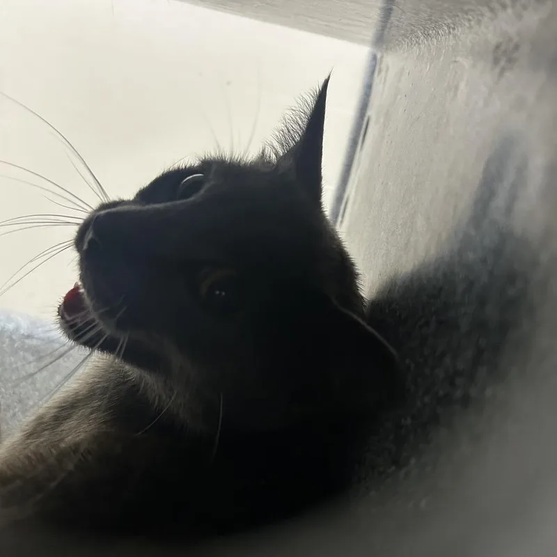 A young medium-sized female Gray / Blue / Silver American Shorthair cat named Mansena for adoption in Lufkin, TX