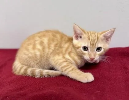 A baby small-sized male Tabby (Orange / Red) Domestic Short Hair cat named Buzz for adoption in Bishop, GA