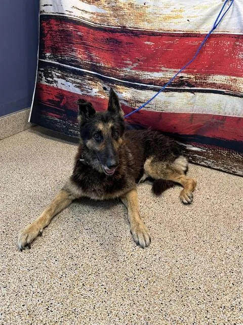 A senior large-sized male German Shepherd Dog dog named Mellow for adoption in Miami, FL