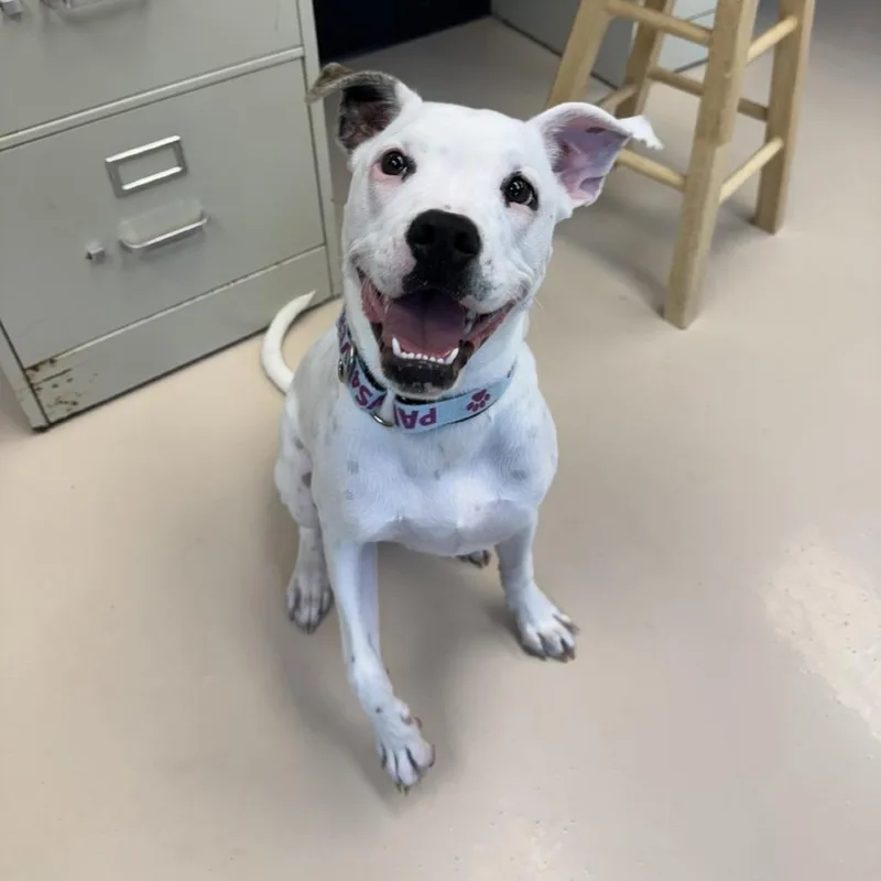 A young medium-sized female White / Cream Mixed Breed dog named Kiwi for adoption in Mebane, NC