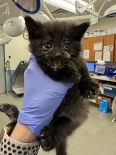 A baby small-sized female Domestic Short Hair cat named Chai for adoption in Miami, FL