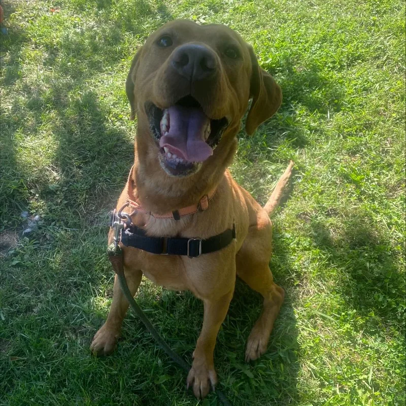 An adult medium-sized male Mixed Breed dog named Remington for adoption in Oshkosh, WI