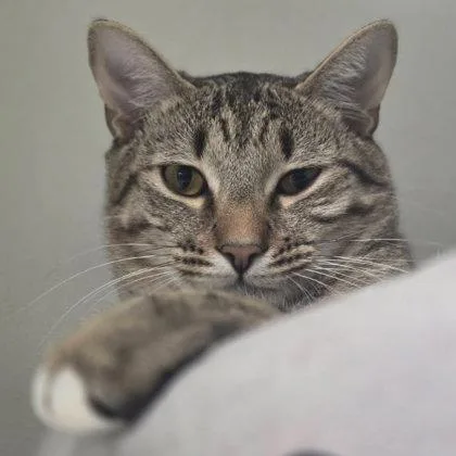 A young medium-sized female Domestic Short Hair cat named Tuna Turner Kershaw for adoption in Hudson, MA