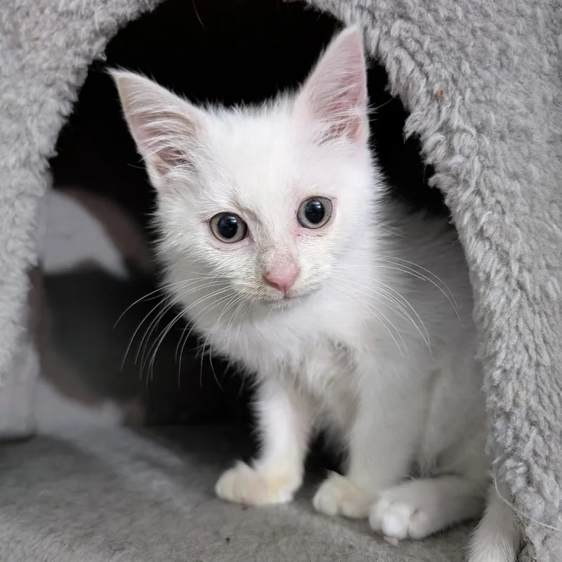 A baby small-sized male White Domestic Short Hair cat named Marshmallow Fluff for adoption in York, PA