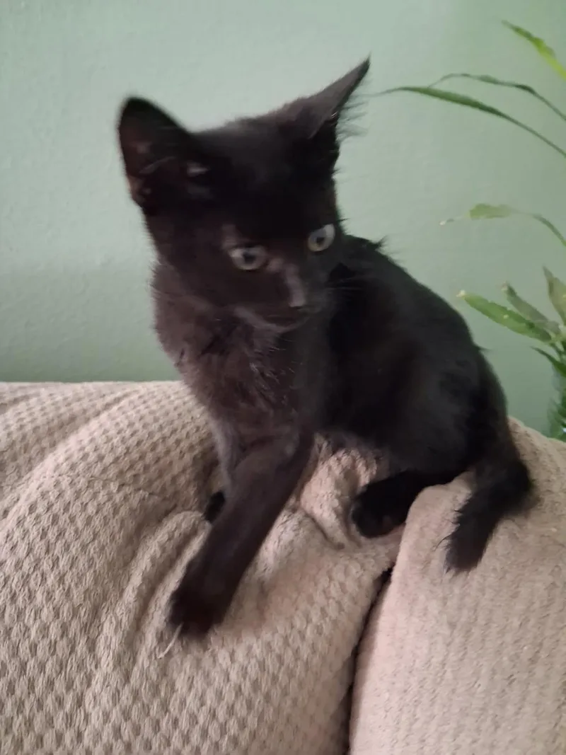 A baby small-sized male Black Domestic Short Hair cat named Sonnet for adoption in La Jolla, CA