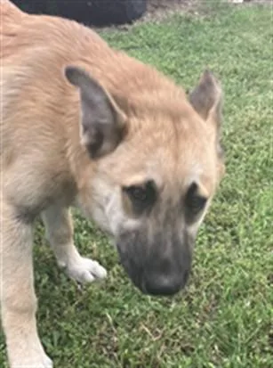 A baby medium-sized male Mixed Breed dog named Thomas for adoption in Dallas, TX