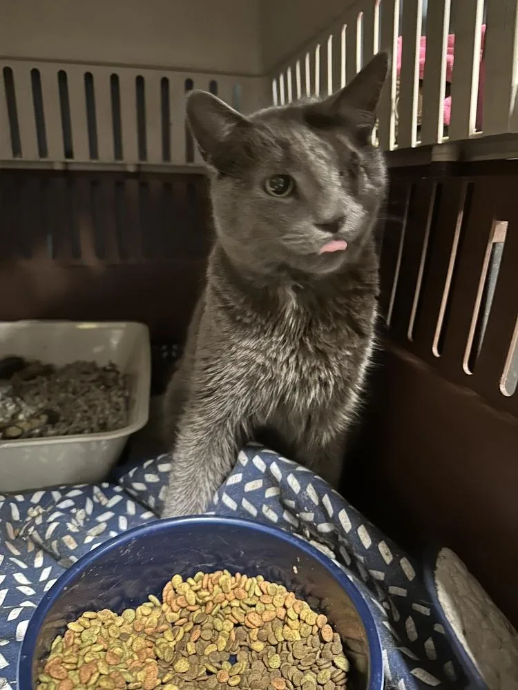 An adult medium-sized male Gray / Blue / Silver Domestic Short Hair cat named Marley for adoption in Taylor, PA