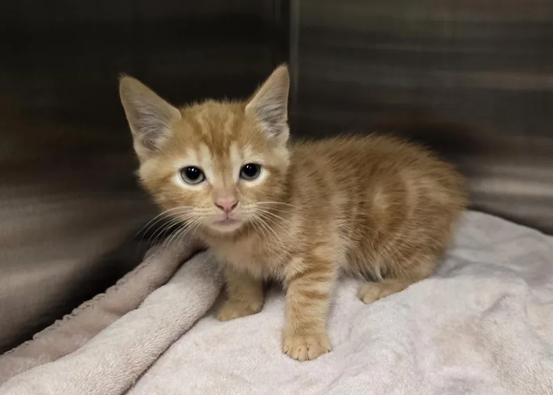 A baby small-sized male Tabby (Orange / Red) Domestic Short Hair cat named Purrlock Holmes for adoption in Dickson, TN