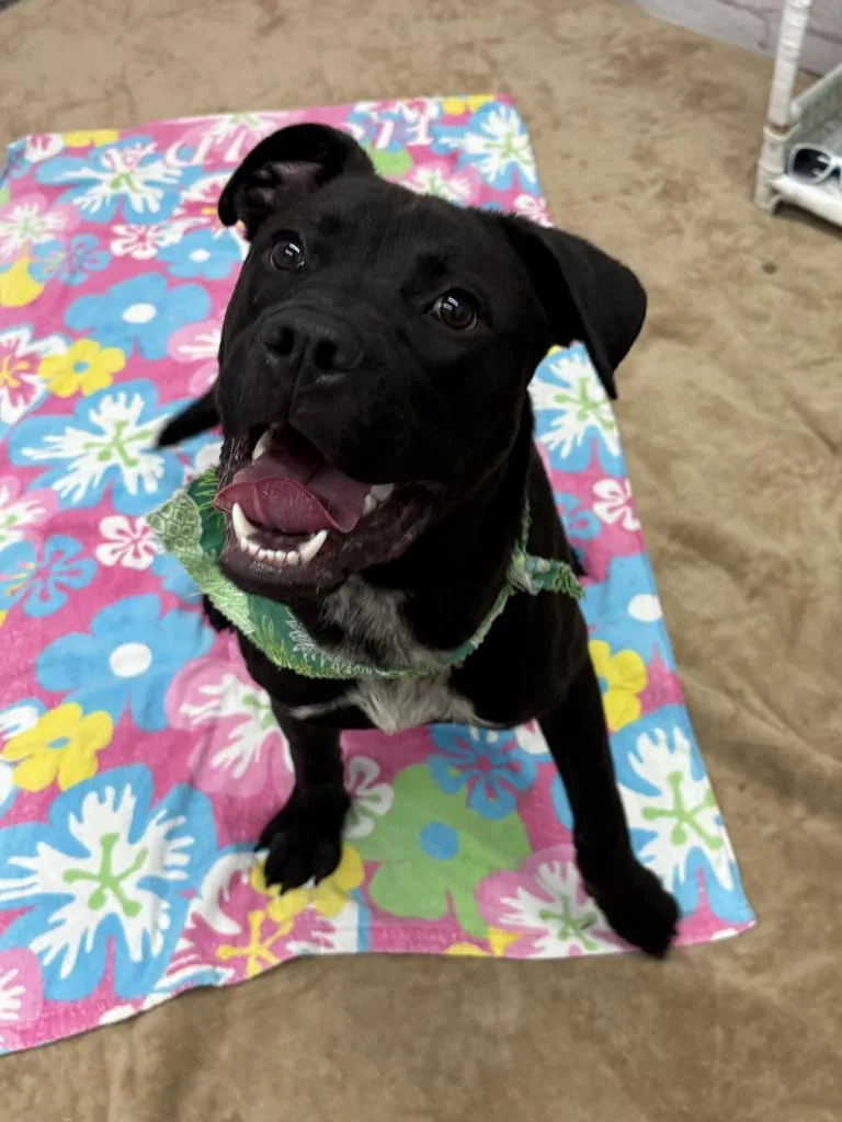 A young medium-sized male Mixed Breed dog named Higgins for adoption in Detroit, MI