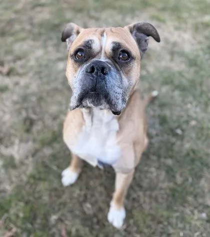 An adult medium-sized male Boxer dog named Popeye for adoption in Knoxville, TN
