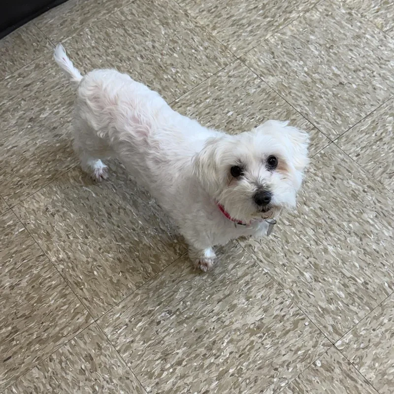 Coco Belle thumbnail 2