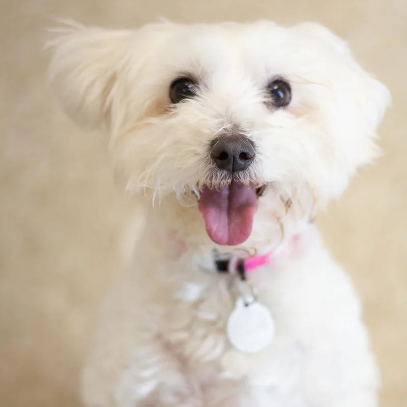 Coco Belle thumbnail 3