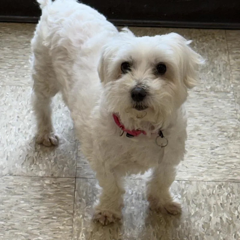 Coco Belle thumbnail 4