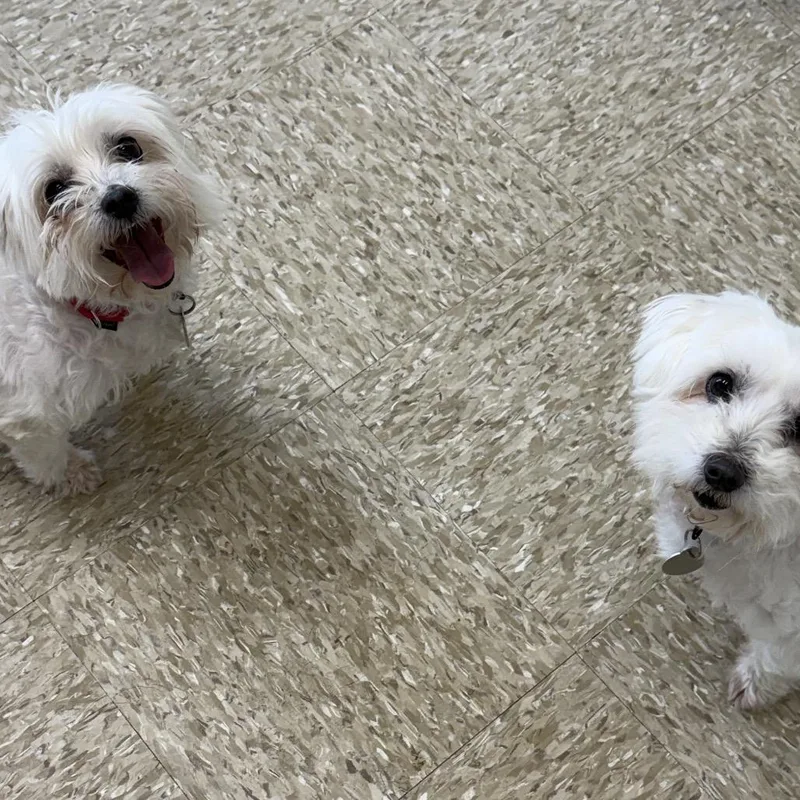 Coco Belle thumbnail 5