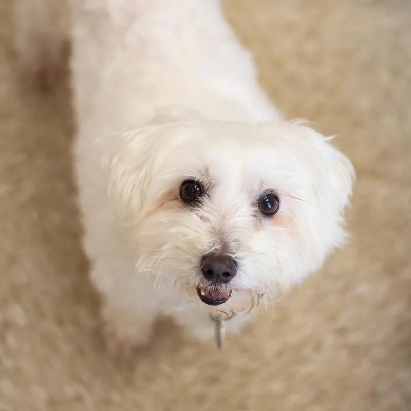 Coco Belle thumbnail 6