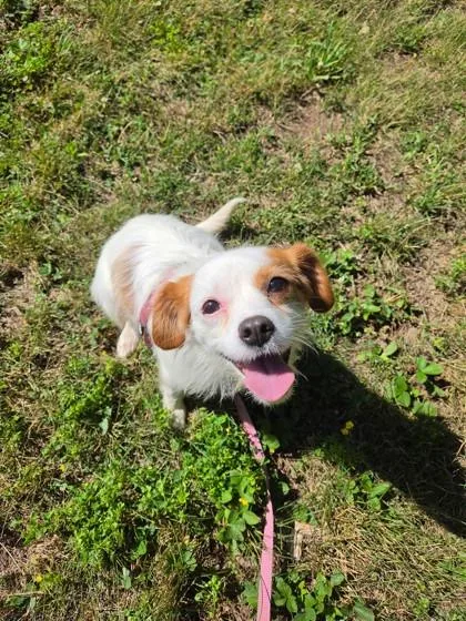 A young small-sized female Terrier dog named Christine for adoption in Bloomsburg, PA