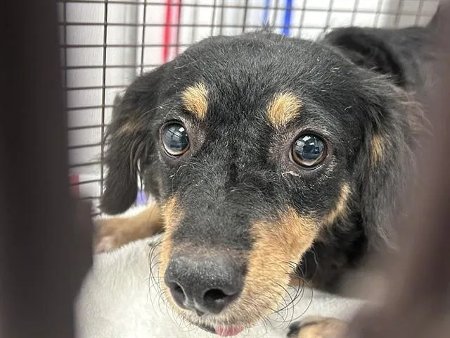 A young small-sized female Terrier dog named Chiquita for adoption in Tucson, AZ
